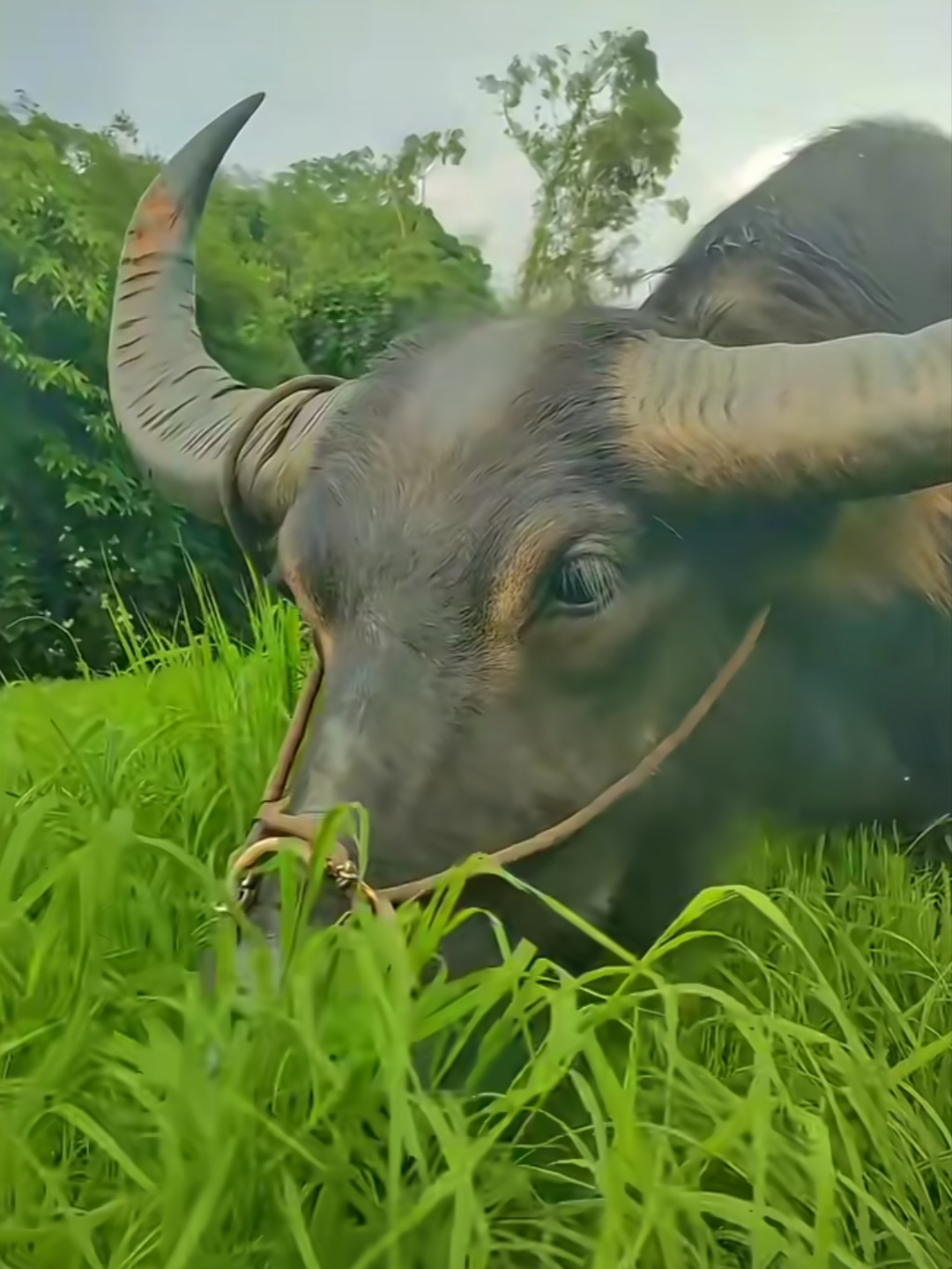 每天在家放牛90看着绿油油的草丛,我都想吃一口,真羡慕我家大水牛
