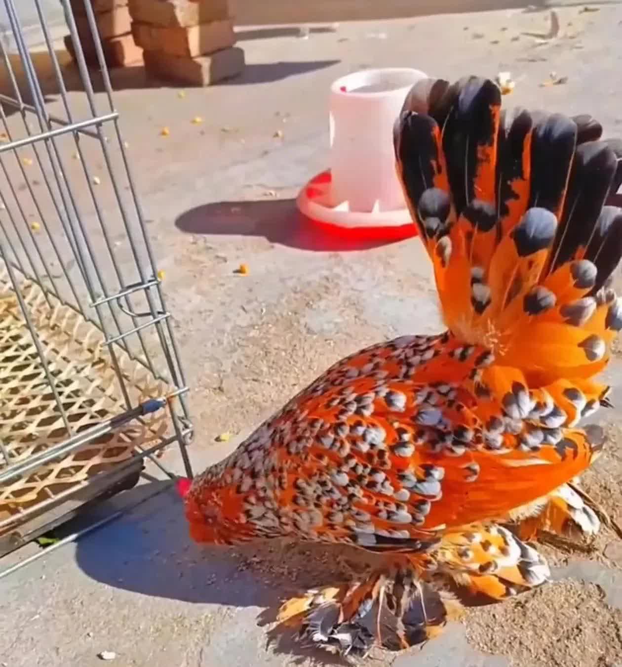 想花200块钱 ,买我的老母鸡,我没有卖,又害怕被偷,就弄了一个铁笼子