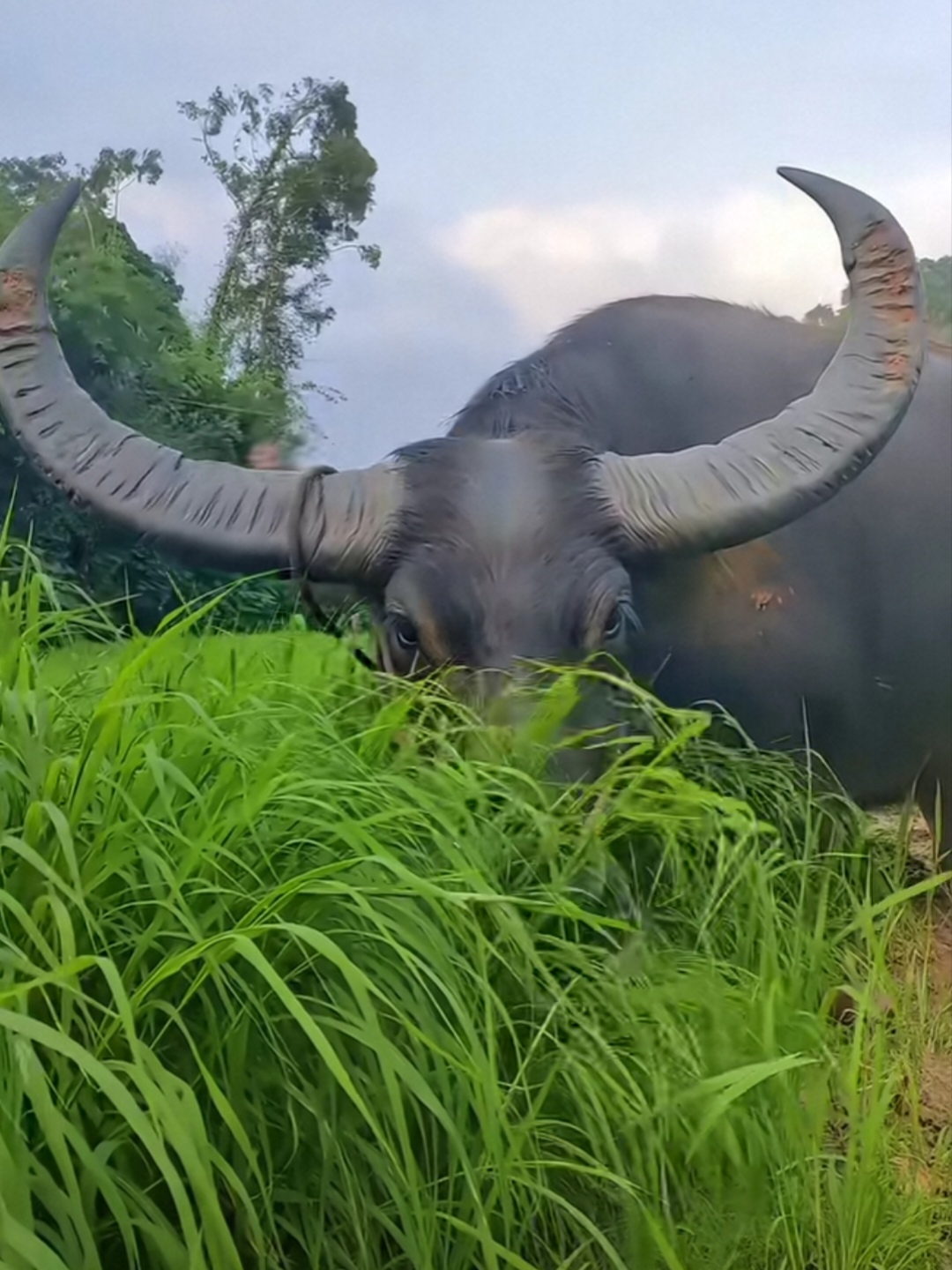 每天在家放牛90看着绿油油的草丛,我都想吃一口,真羡慕我家大水牛