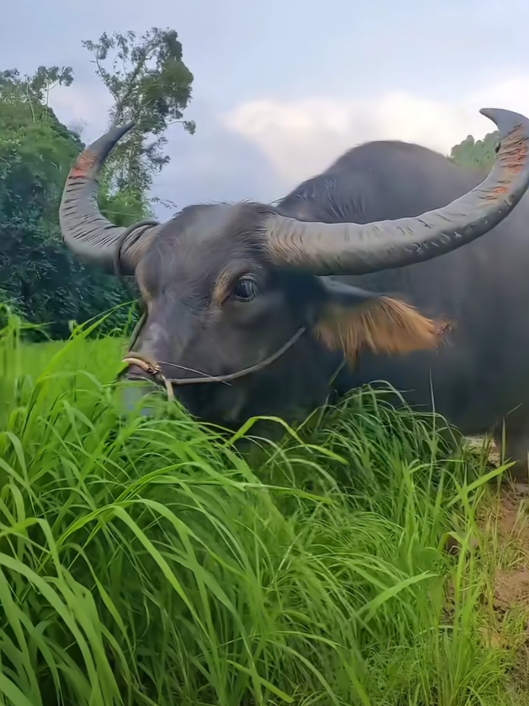 每天在家放牛90看着绿油油的草丛,我都想吃一口,真羡慕我家大水牛
