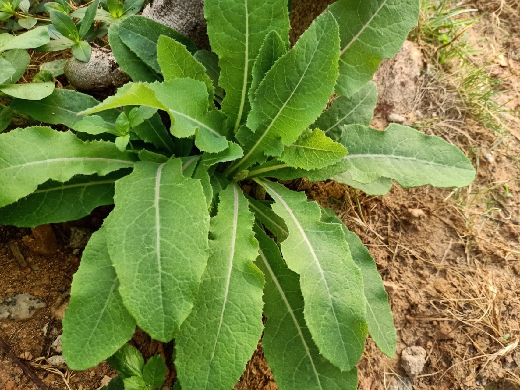 苦苣菜,又叫野麦菜,确实同家种的苦麦菜长得很像,实际上下图中的这种