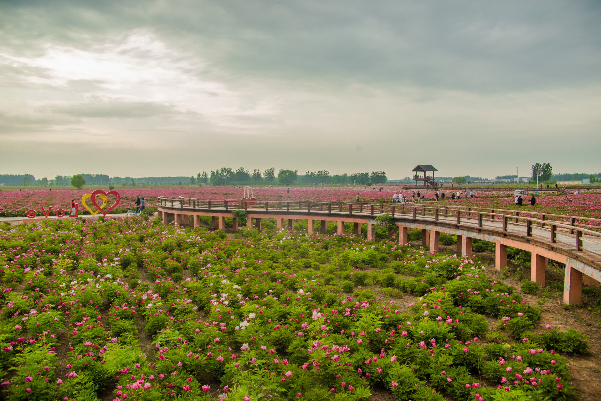 安徽亳州芍药花海每年5.1左右盛开!