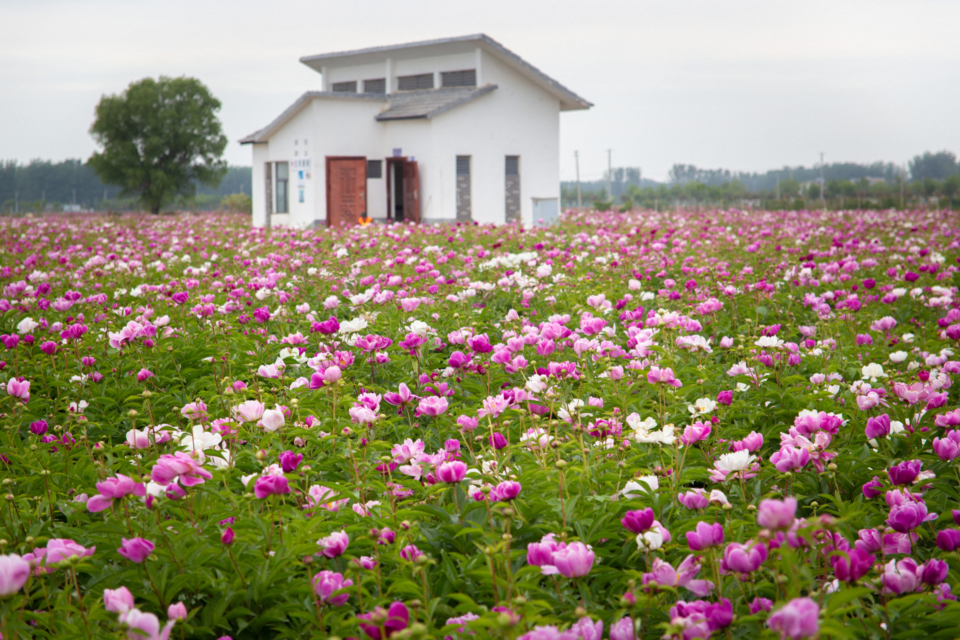 安徽亳州芍药花海每年5.1左右盛开!