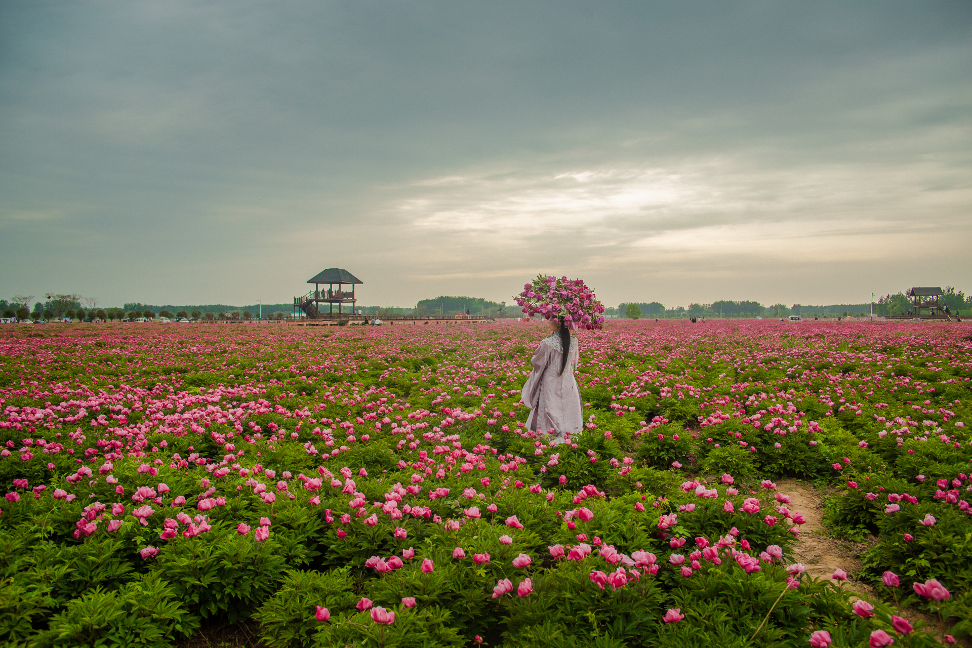 安徽亳州芍药花海每年5.1左右盛开!