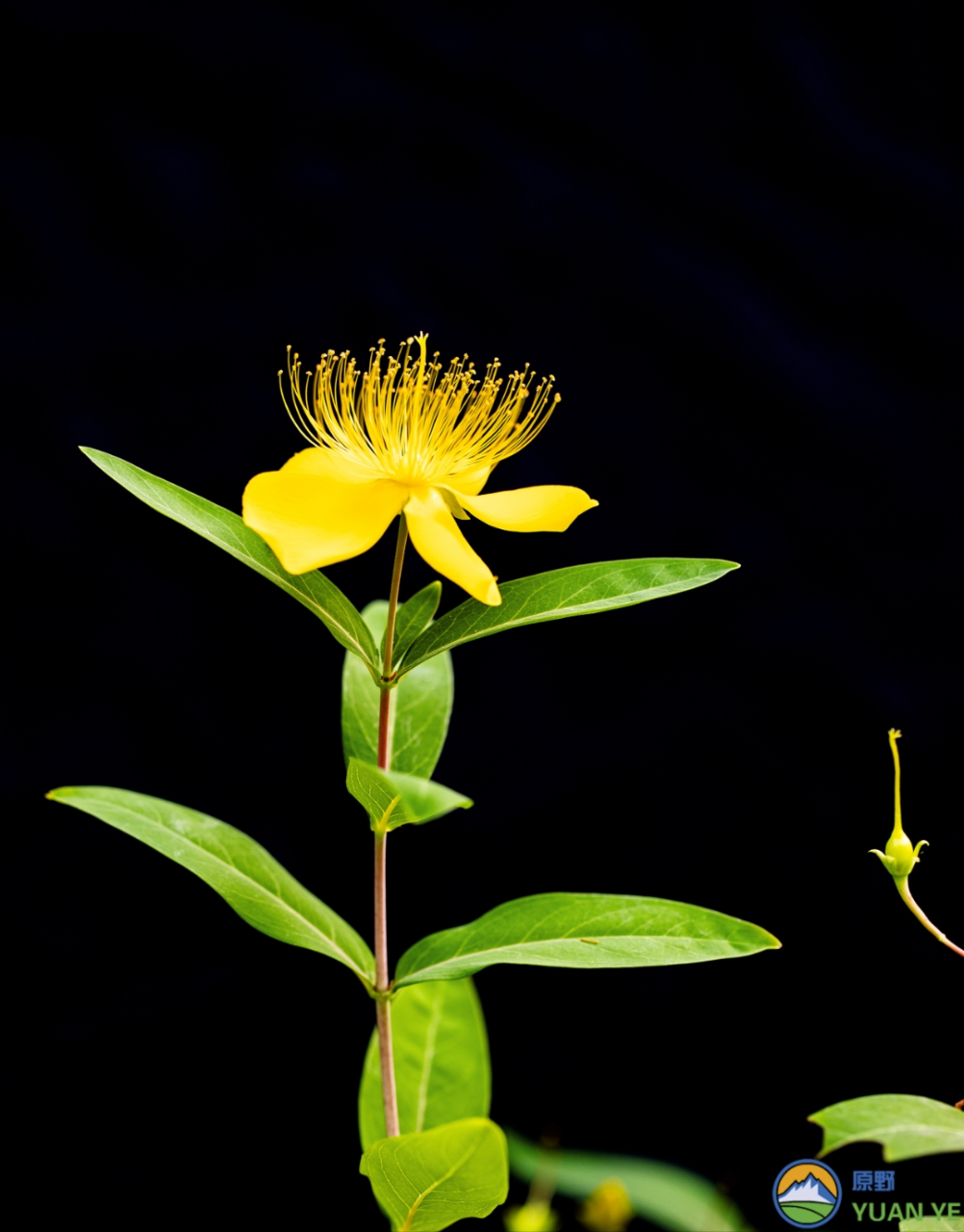 花开一身金 丝丝探青云 蕊摇细风香 技晃尽芳芬