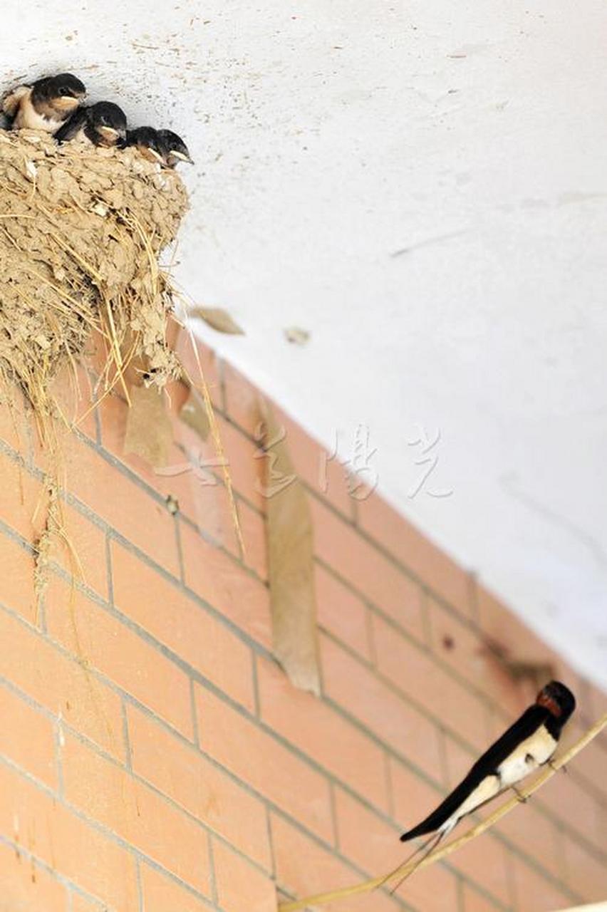 风吼冬末弱嫩寒 燕迎春季日光暖