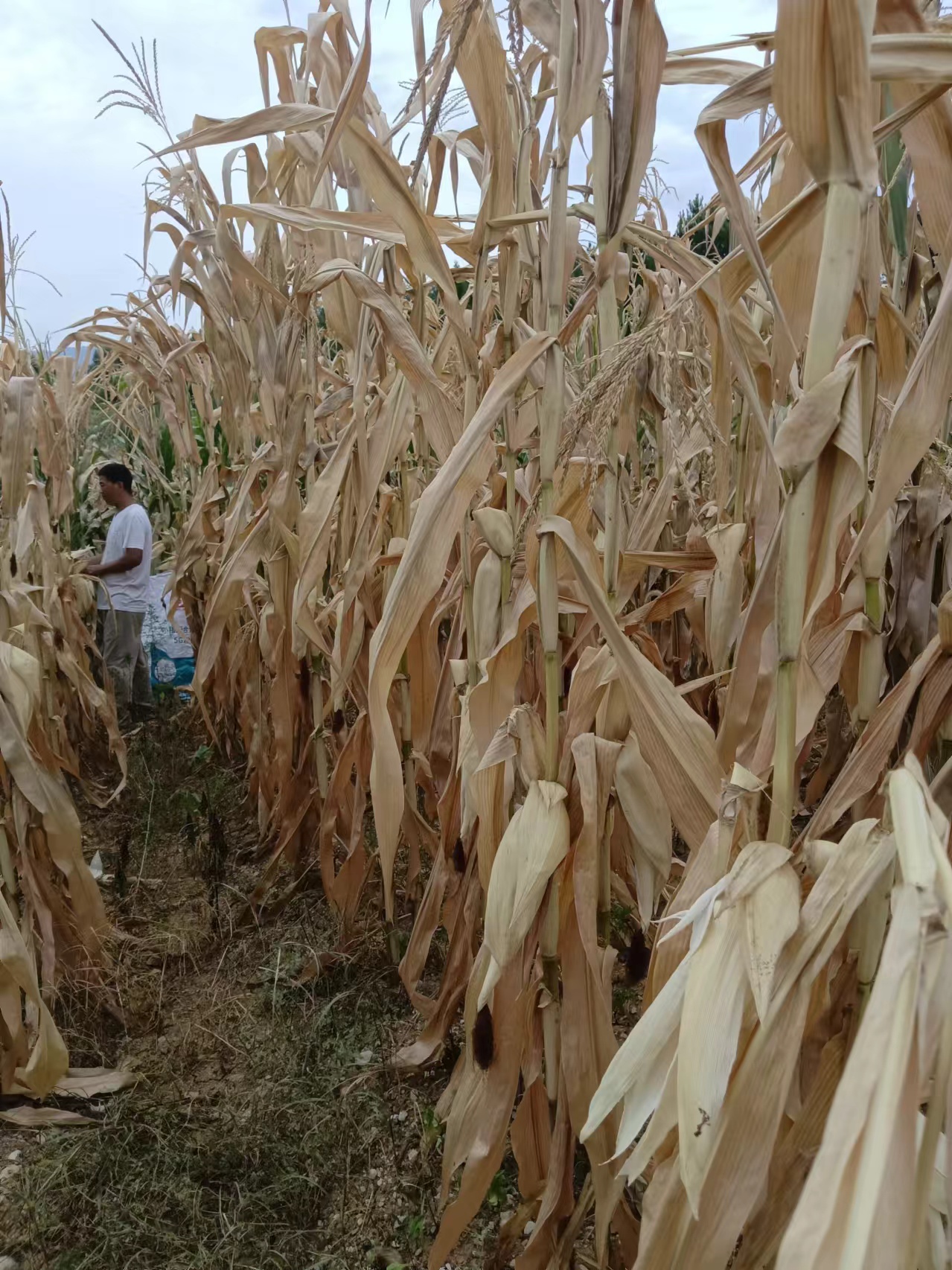 干旱的玉米