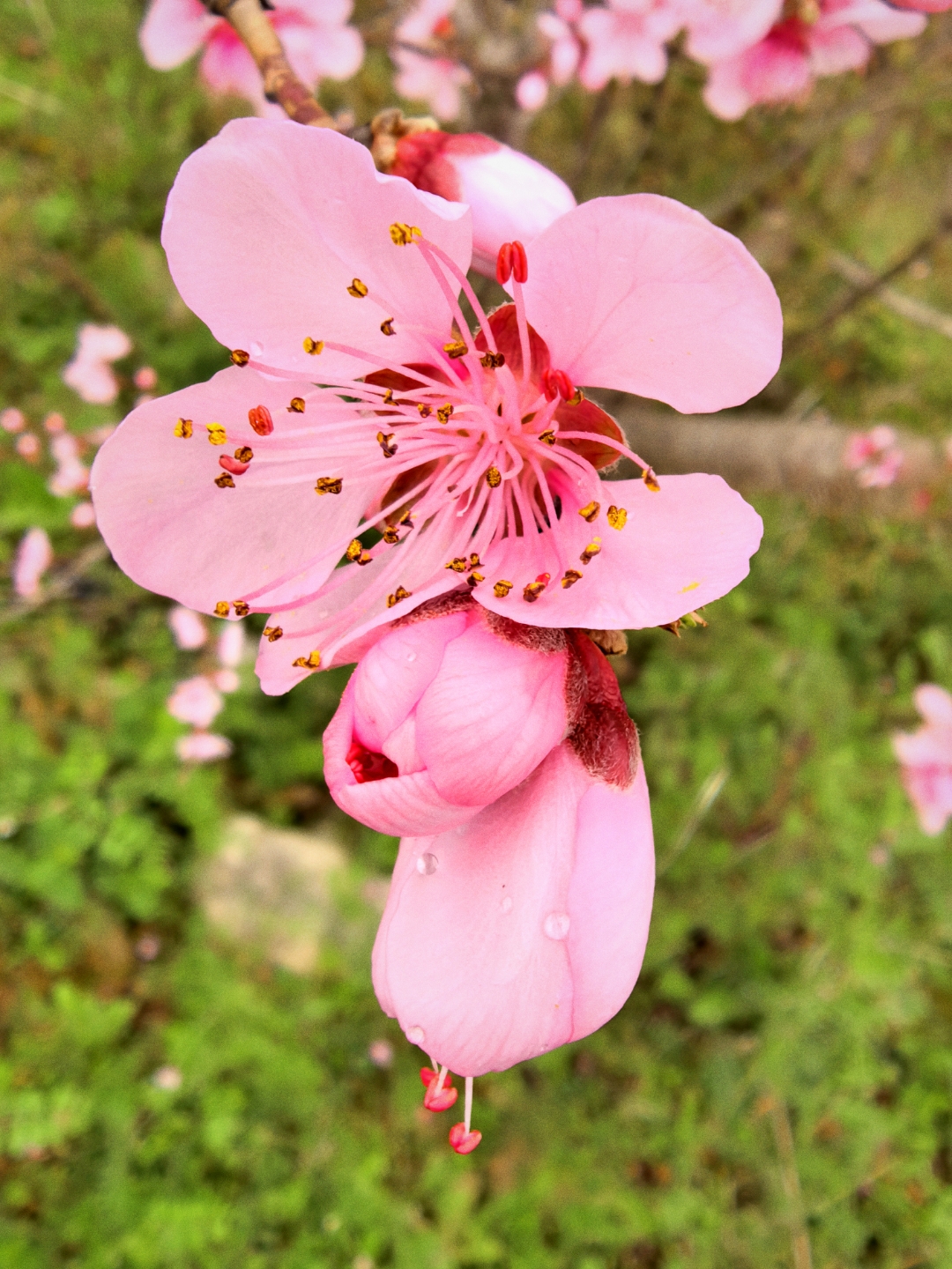 陌上繁花绽，陌上繁花绽小说讲了什么