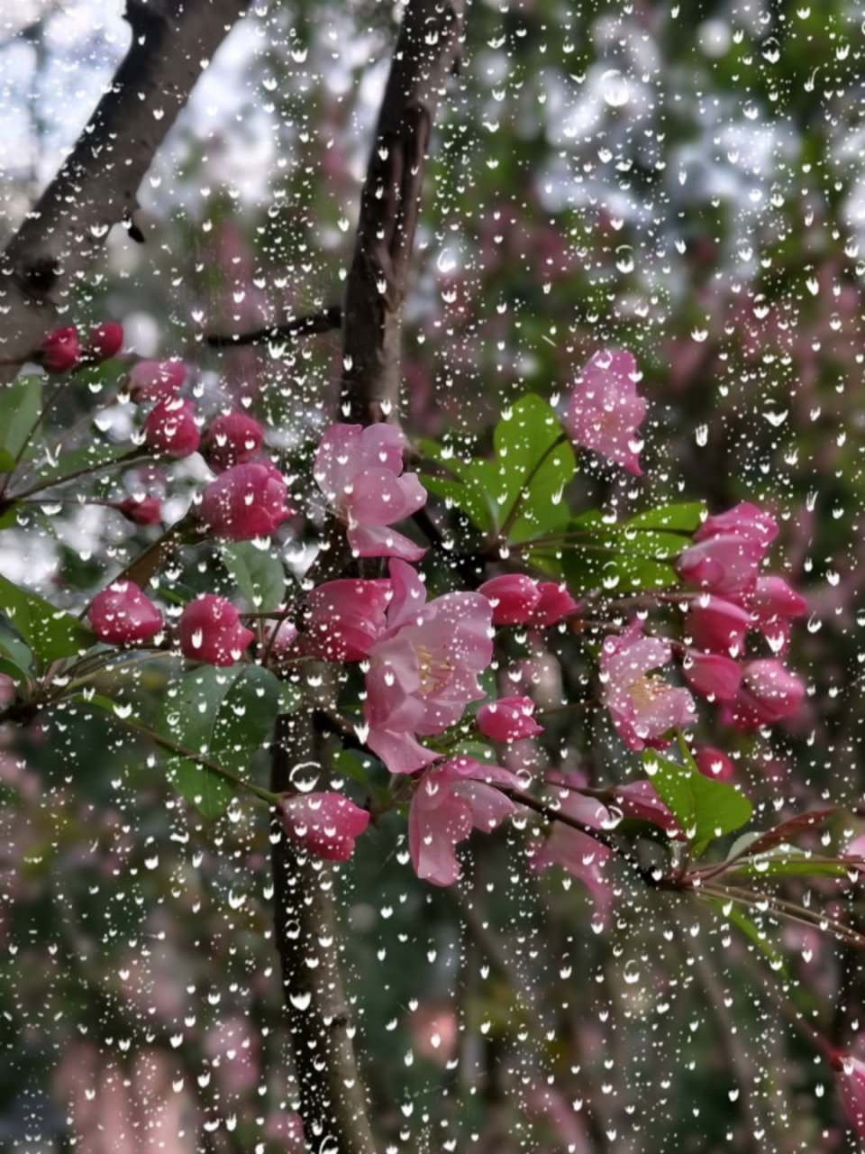 不解春无语,处处闻花声 蜂蝶嗡嗡叫,呷香弄王孙.