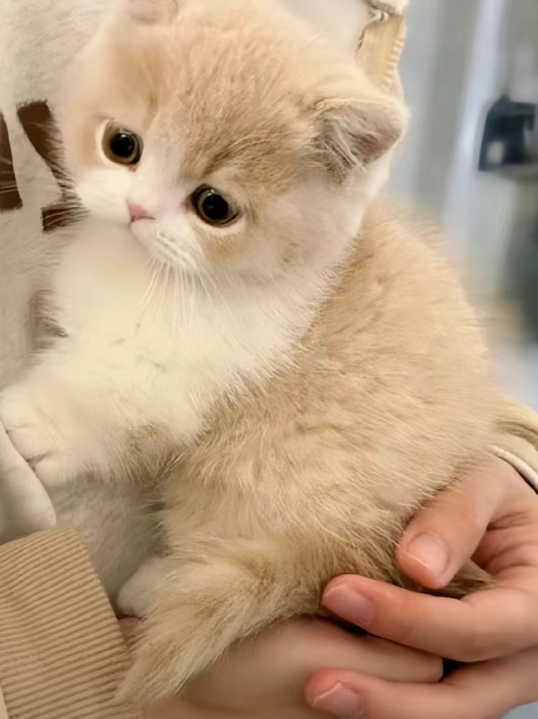 的猫是什么品种浅咖色小猫长大浅咖啡色的家猫叫什么耳的猫茶色猫咪