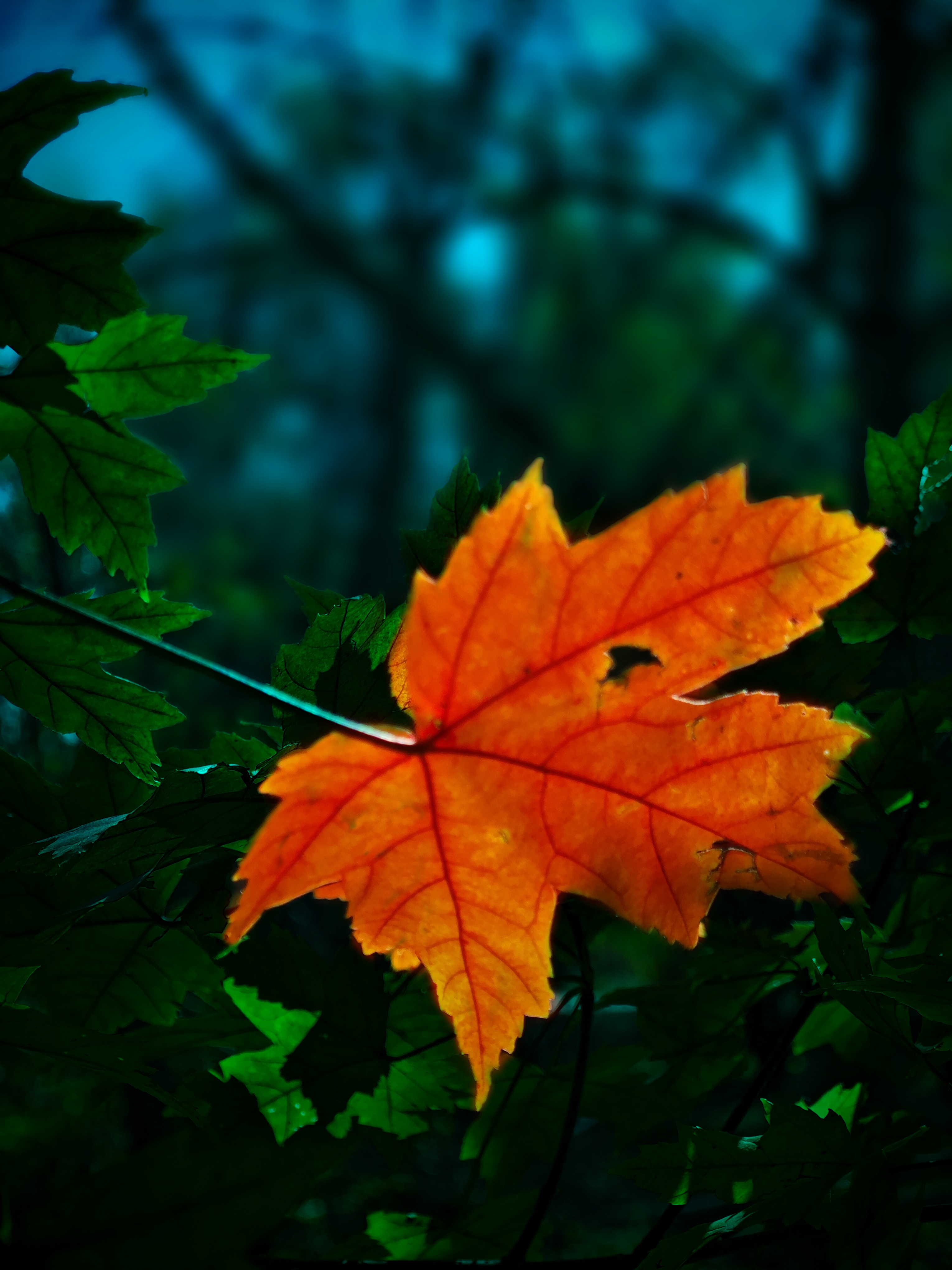 题目:橙色叶子的故事  在一片静谧的森林中,阳光透过树叶的缝隙洒下