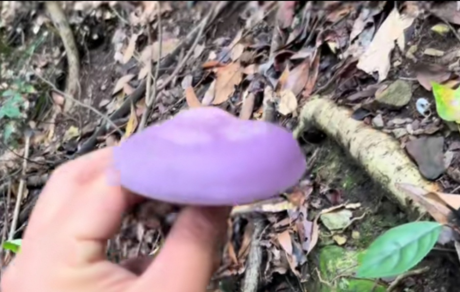 还没见过紫色菌,今天算是得见了