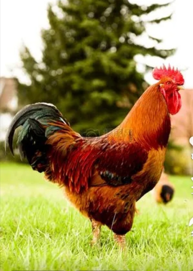 1987生肖鸡的运势如何(1987生肖鸡的运势如何呢)