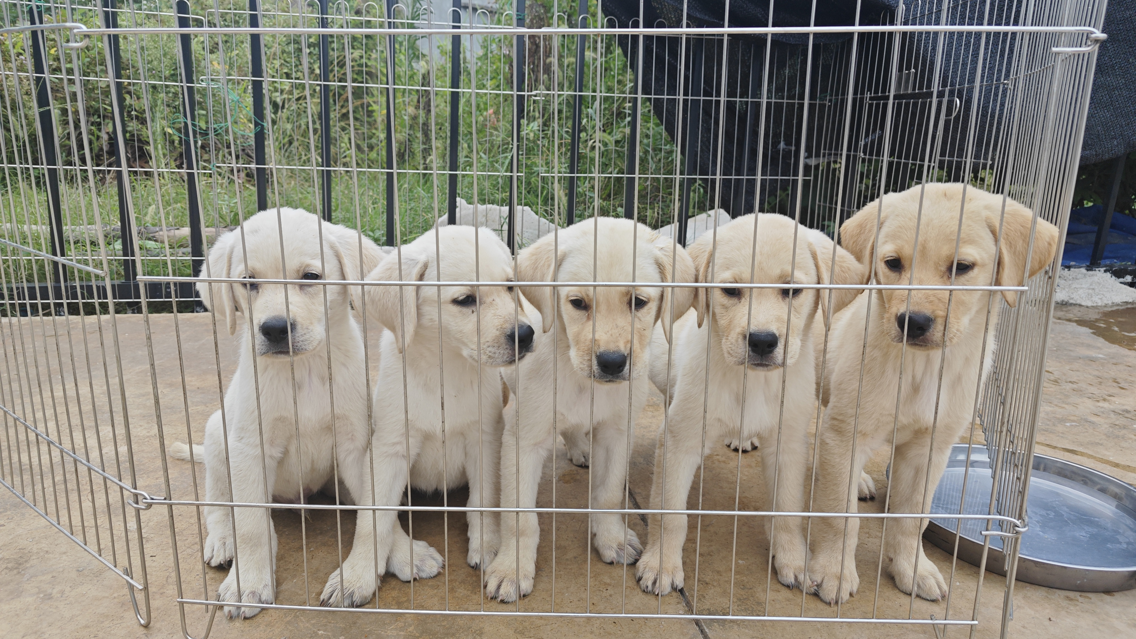 坐标江西,双血统拉布拉多找新家了.