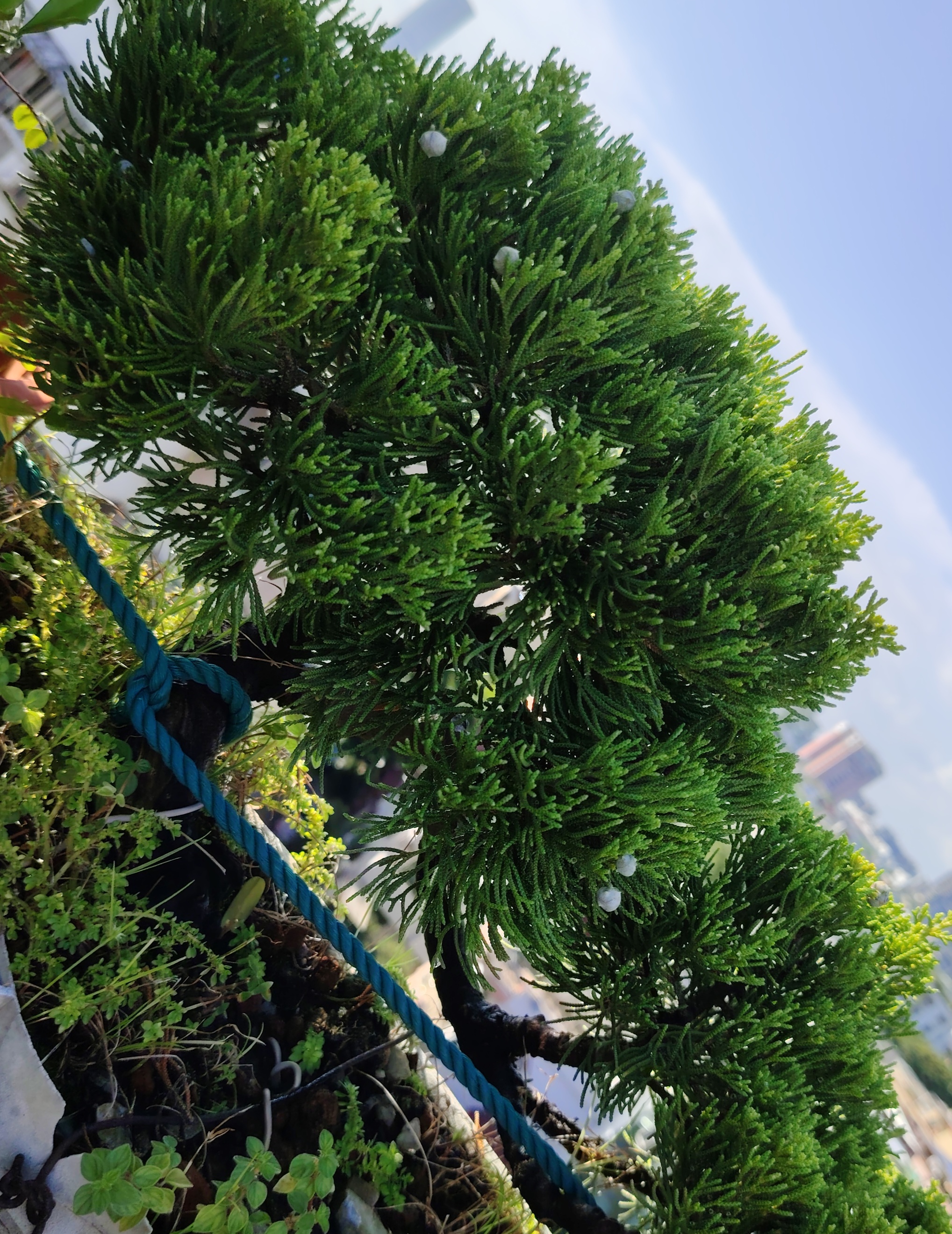 俗语说:千年柏,万年松.我加一句:没养儿,它送终!