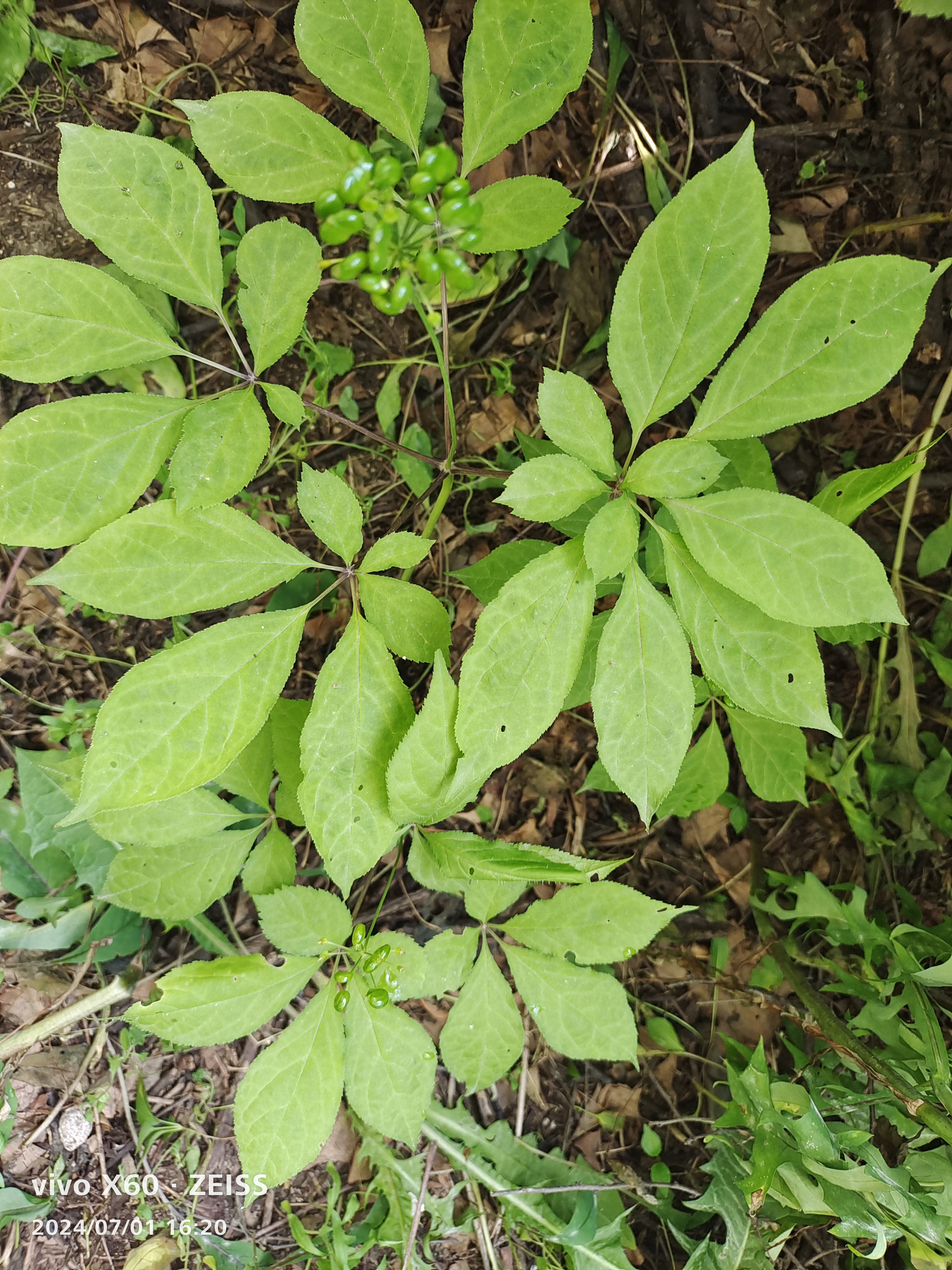 竹节人参叶图片