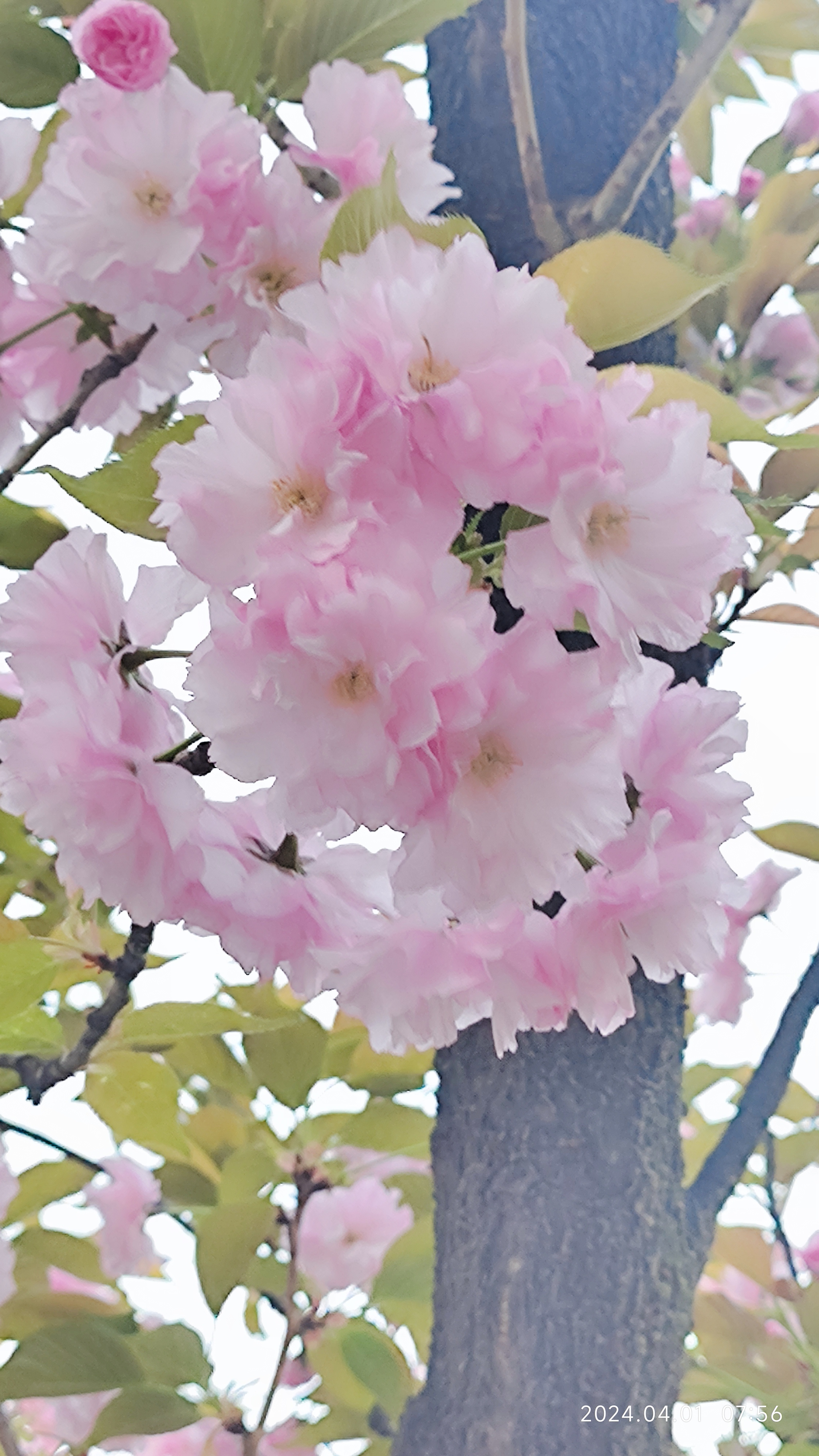 让人难忘的图片樱花的图片罕见的让人惊叹的花最美丽的樱花图片倒垂