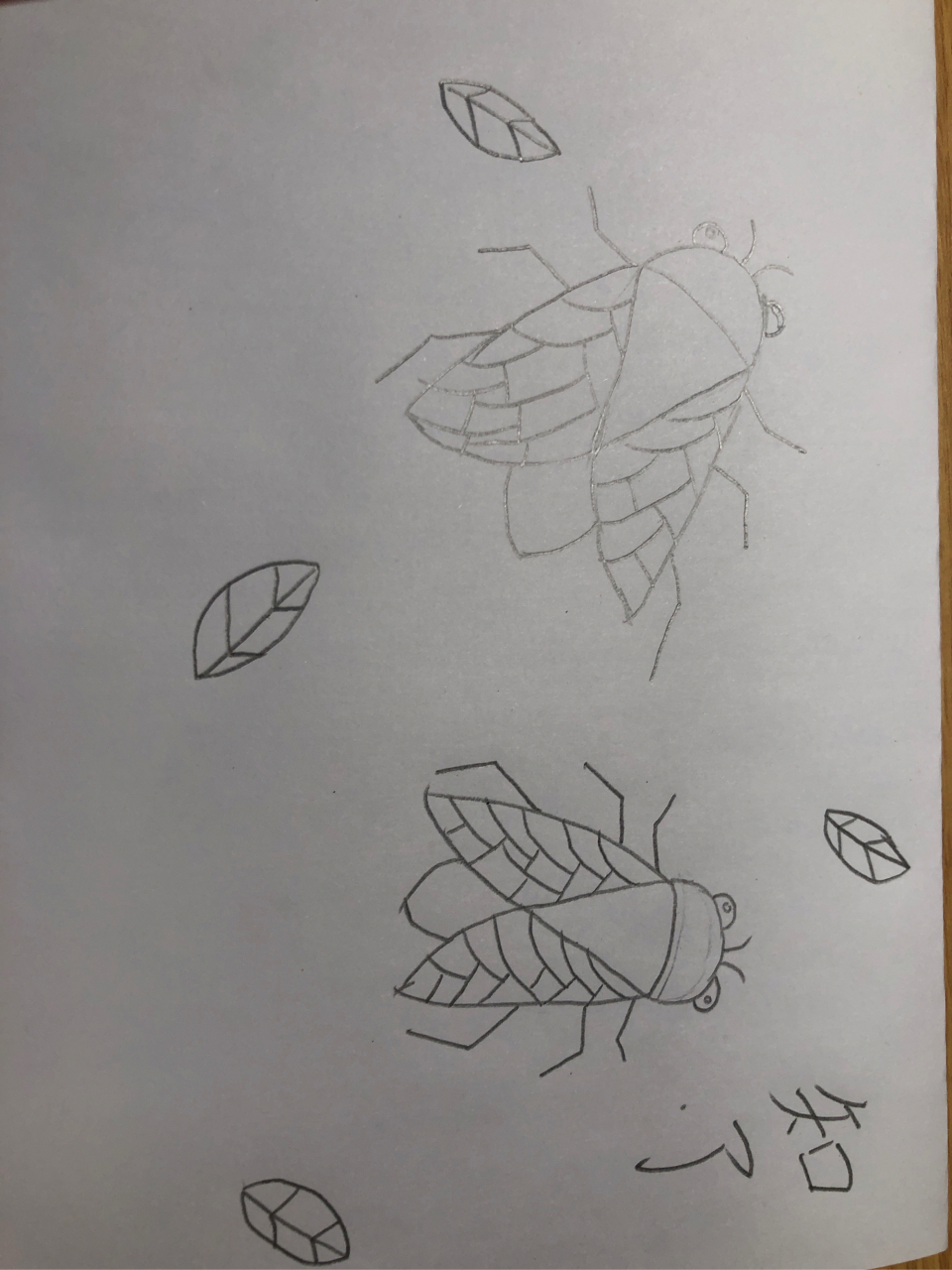 蝉怎么画简单图片