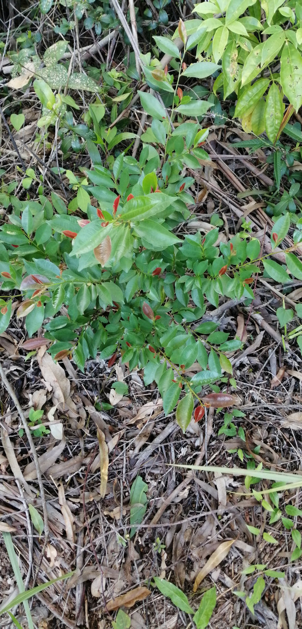 本地细齿叶柃12月开花,零星分布,只能作为辅助蜜粉源.