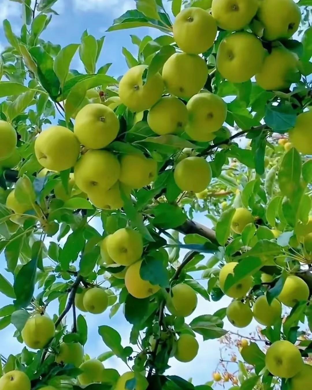 青苹果🍎