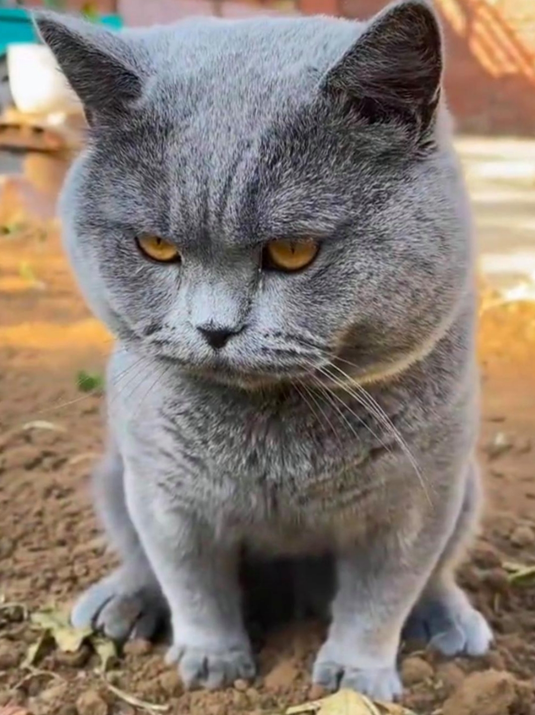 咱常见猫埋屎,哪见过刨坑拉屎的!这可太稀罕啦!难道它有啥怪癖?
