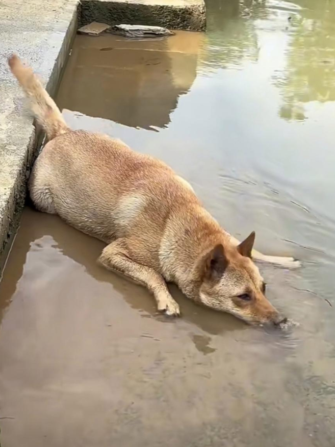 落水狗图片落汤鸡图片