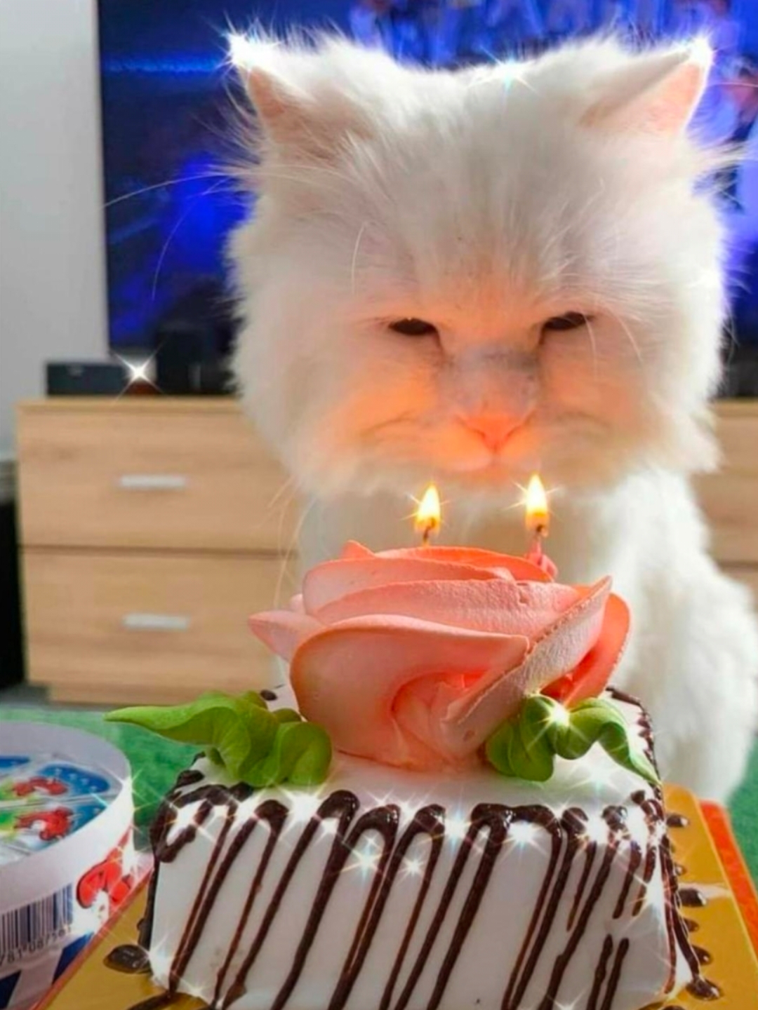 猫咪过生日图片唯美图片