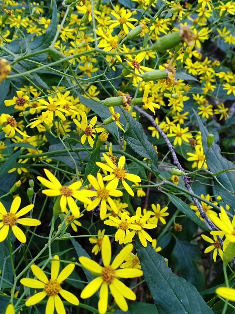 大自然# 最美的千里花.