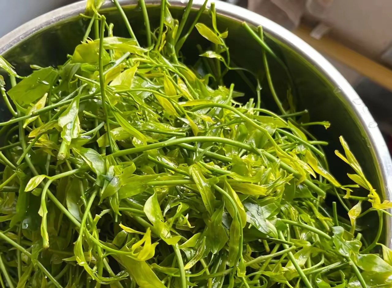 急需一个云南人告诉我这个是什么野菜?我怎么看着它就像茶叶呢?