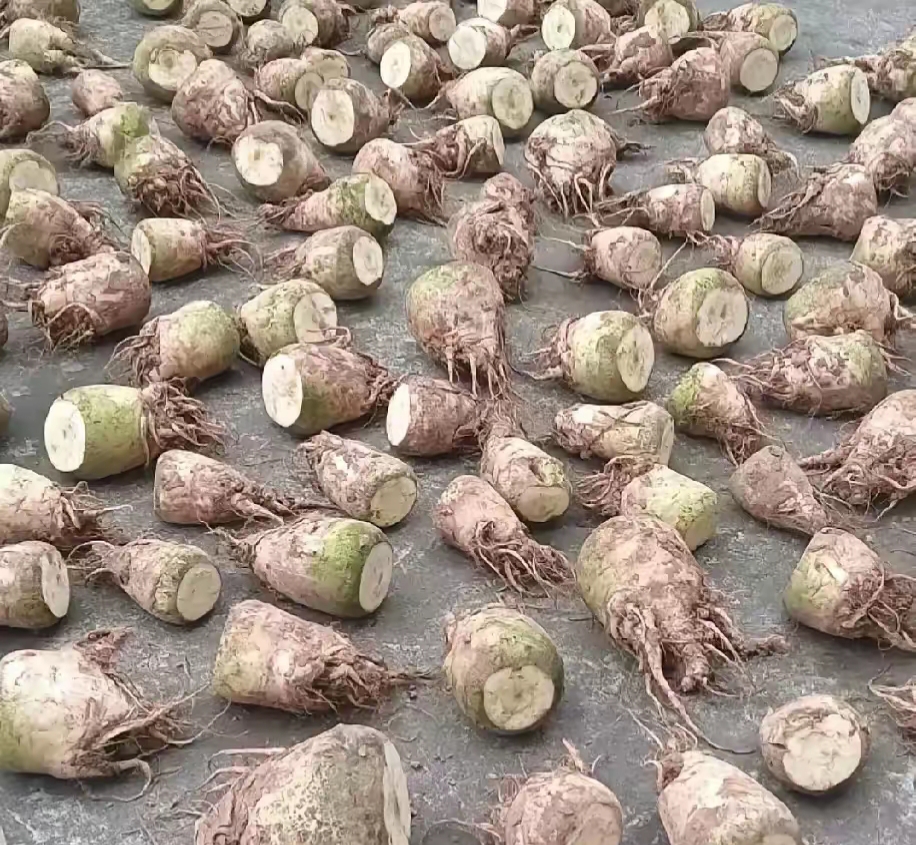 "婶说:"这不是灰萝卜."那是啥?