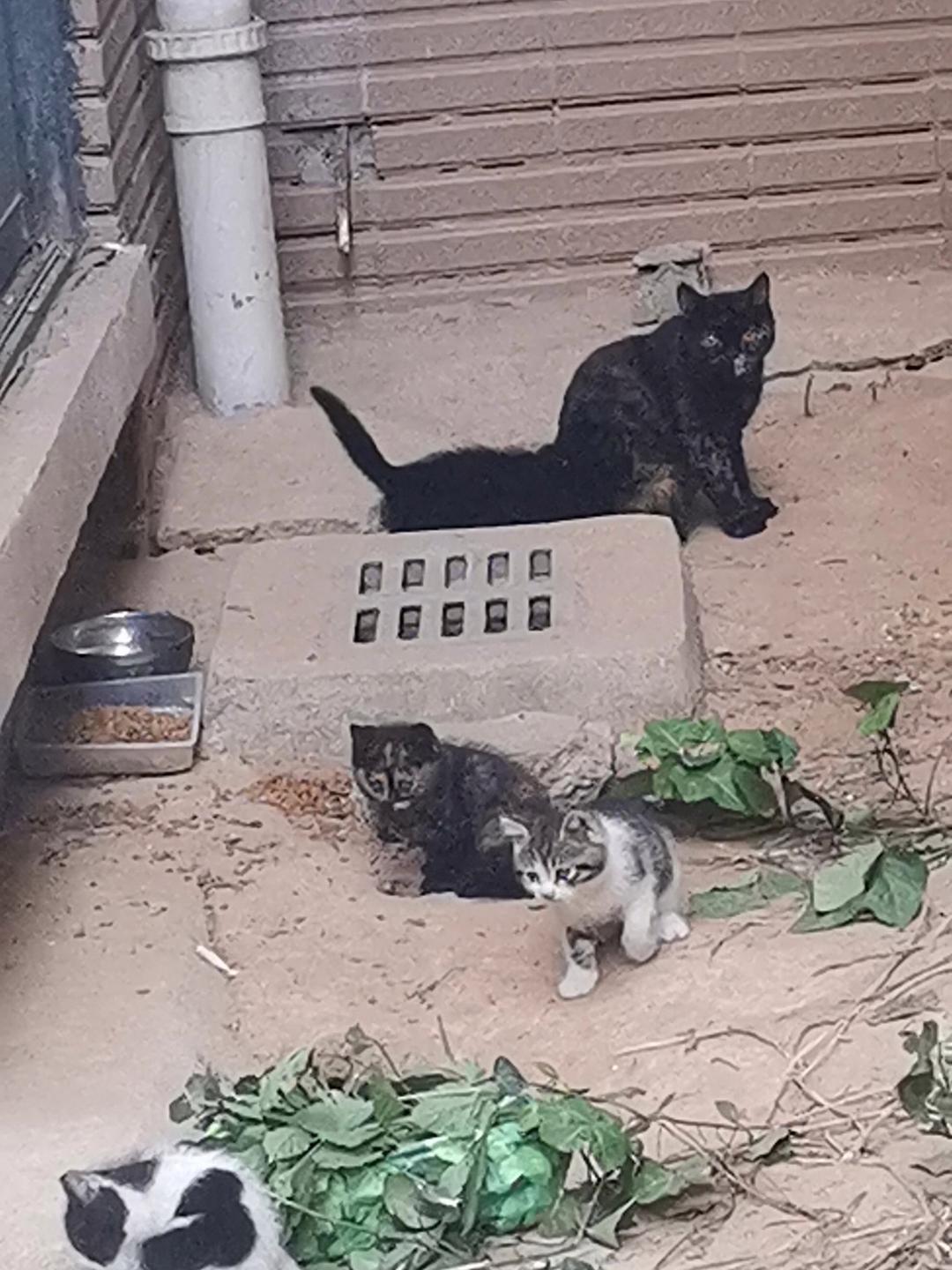 一只黑猫和一只白猫在它们四处漂泊的过程中竟然奇妙地相爱了,接着