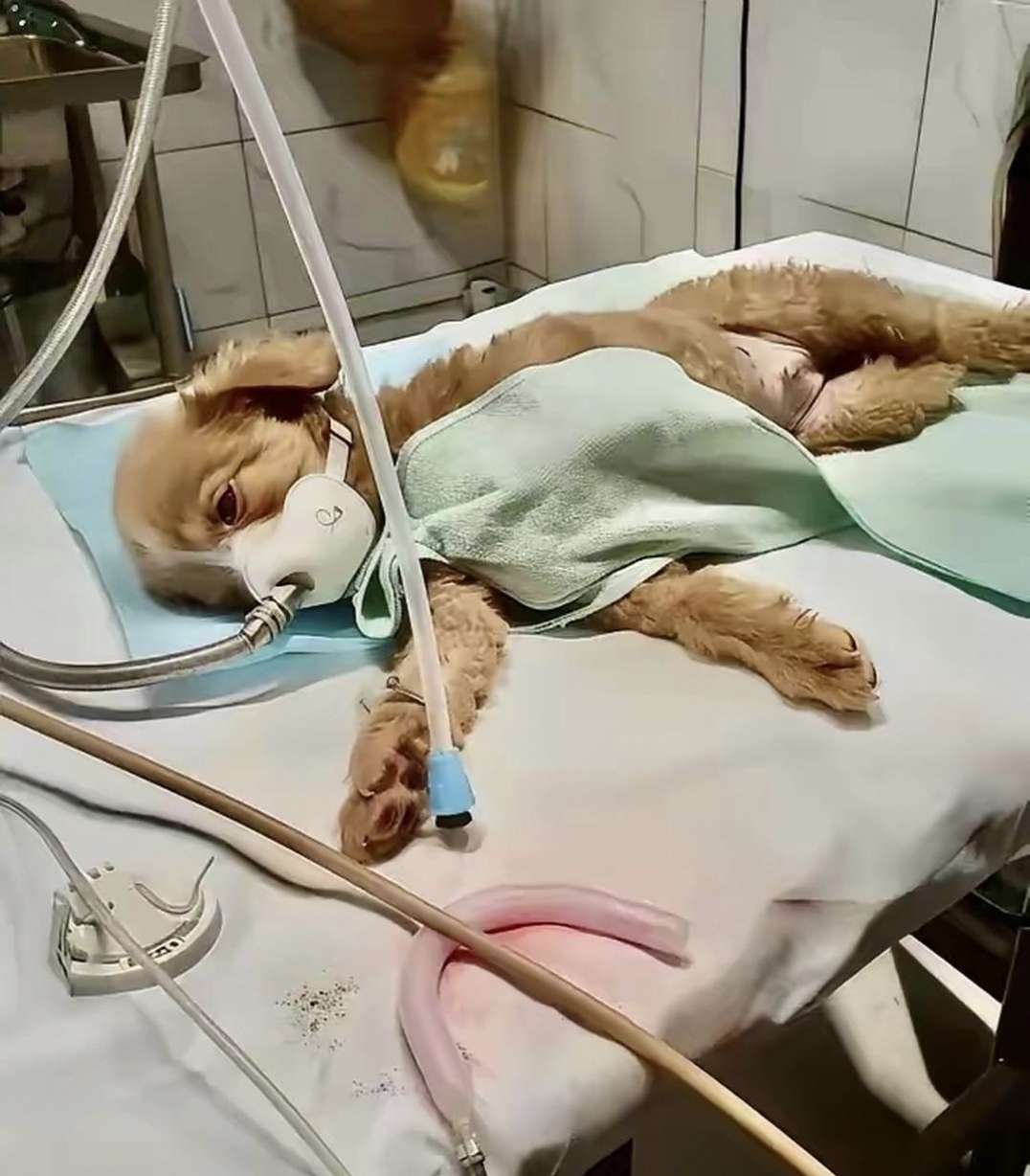 我朋友养的那只小狗生病了,至今已住院许久,花费都超过一万多人民币了