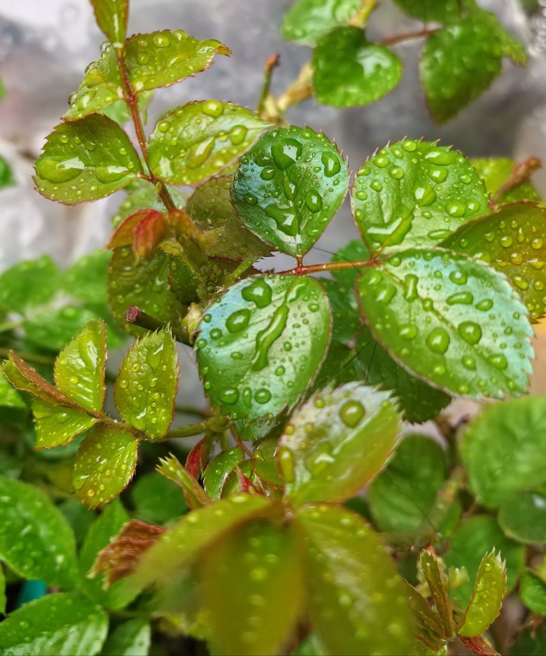 俗话说春雨贵如油,今天这波从天而降的富贵着实让我感到惊喜