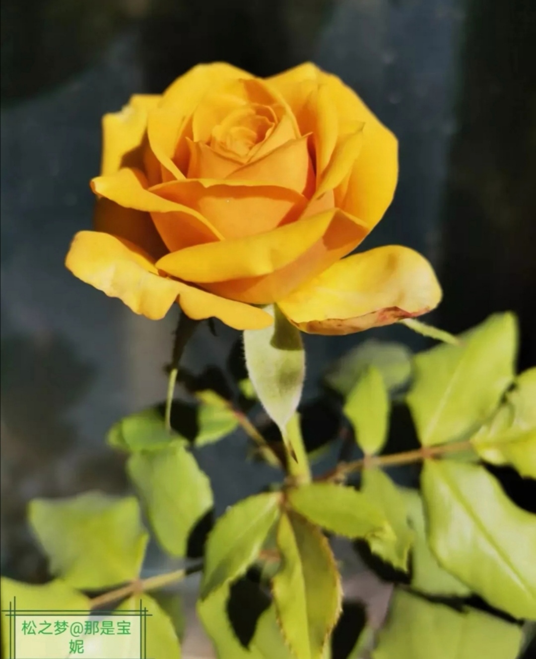 我家这棵松之梦,是一款复古色月季,不仅颜色特别,而且还非常勤花.