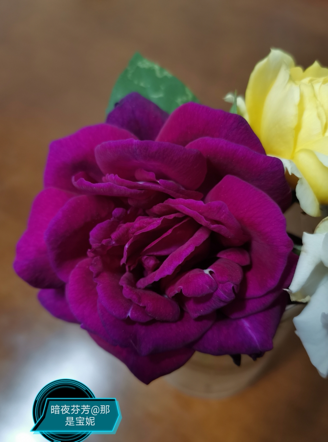 暗夜芬芳是一款切花月季,植株比较高,买来的小苗比较健壮,只是它的