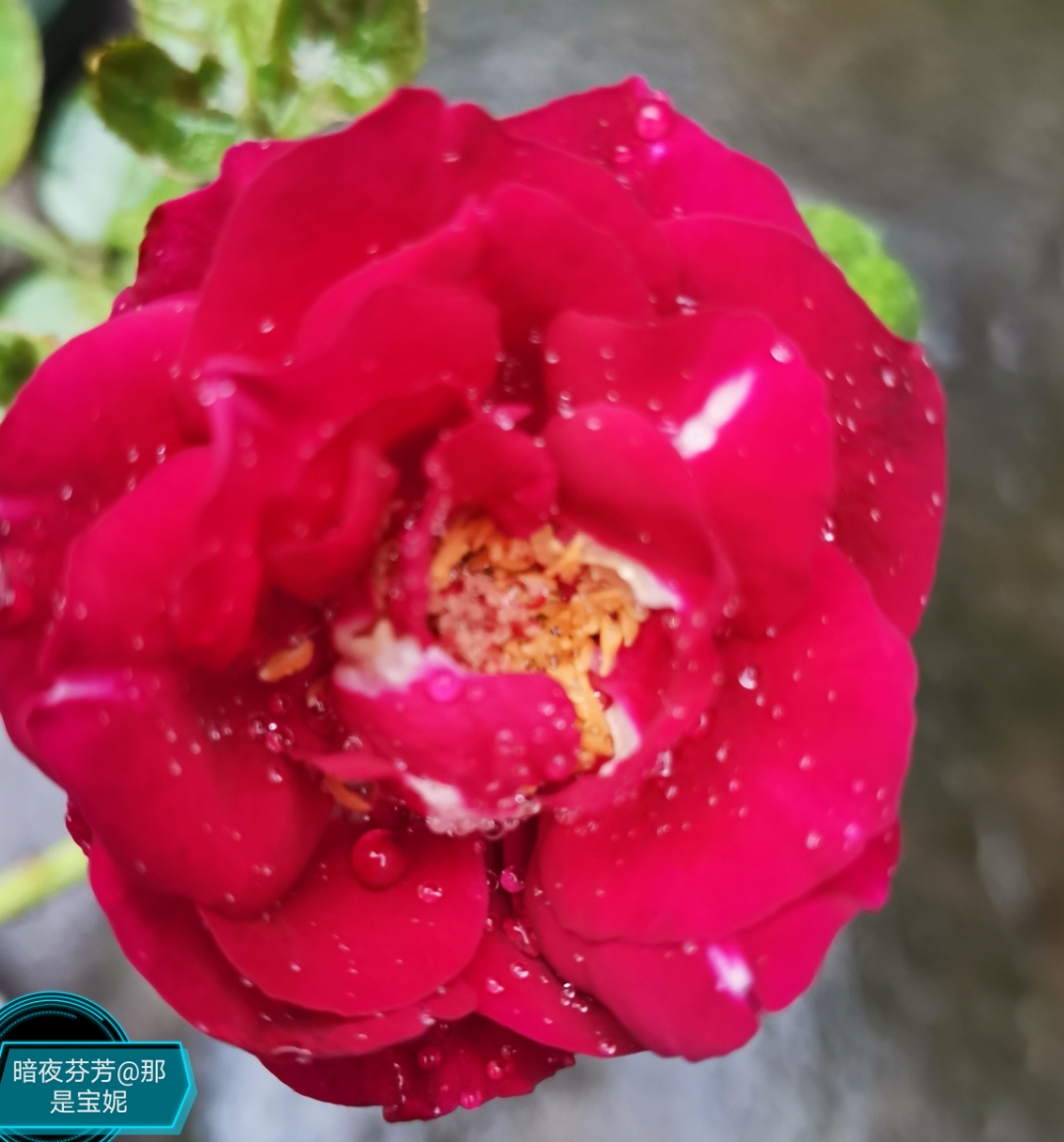 暗夜芬芳是一款切花月季,植株比较高,买来的小苗比较健壮,只是它的