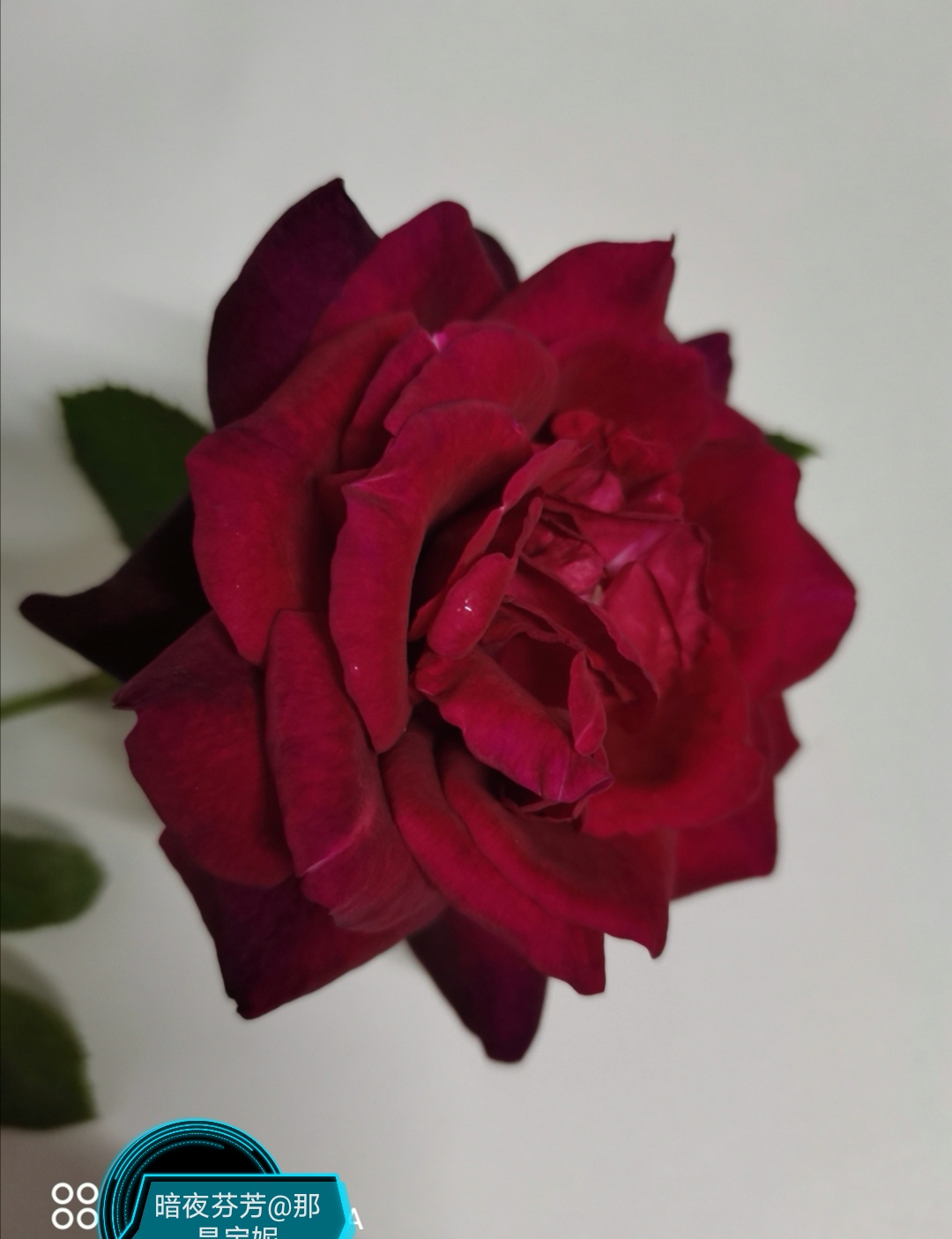 暗夜芬芳是一款切花月季,植株比较高,买来的小苗比较健壮,只是它的