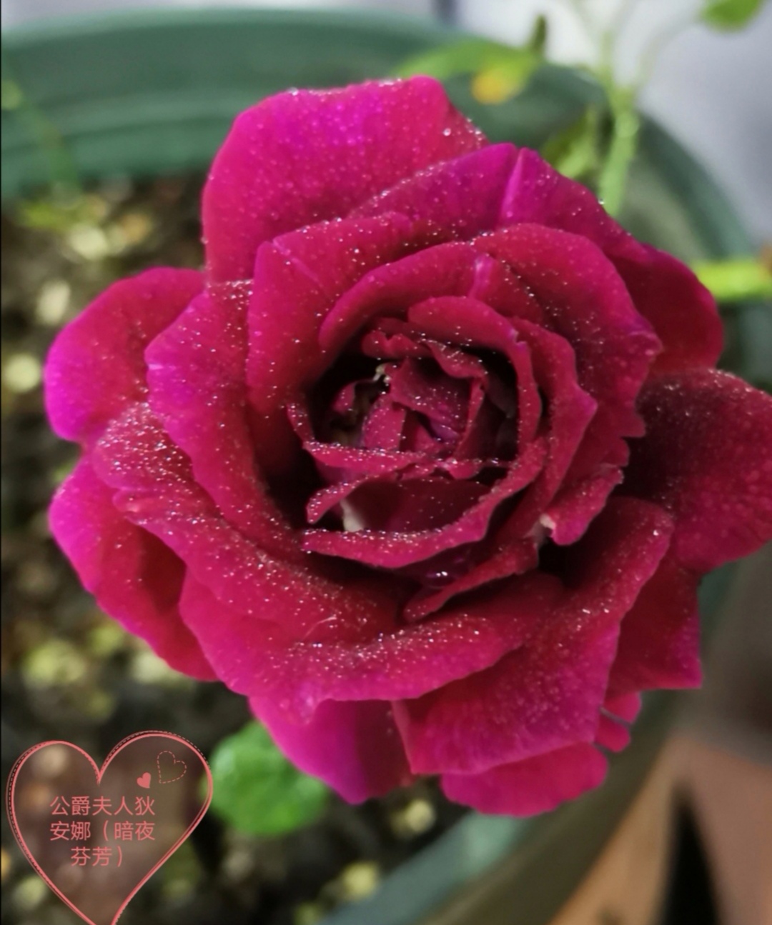 暗夜芬芳是一款切花月季,植株比较高,买来的小苗比较健壮,只是它的