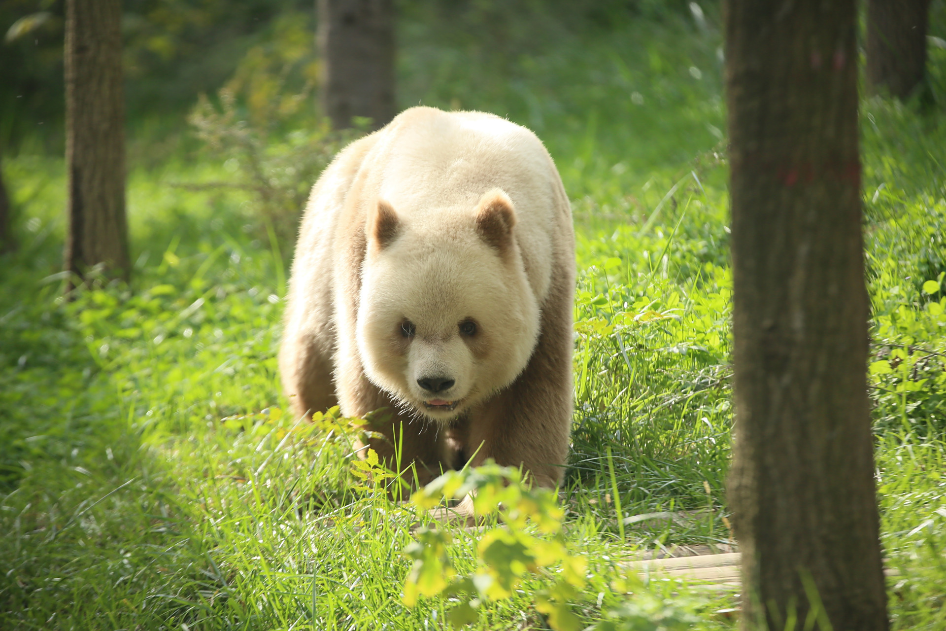 鸿星尔克又在悄咪咪的干大事了 全球唯一棕色圈养大熊猫七仔 鸿星尔克