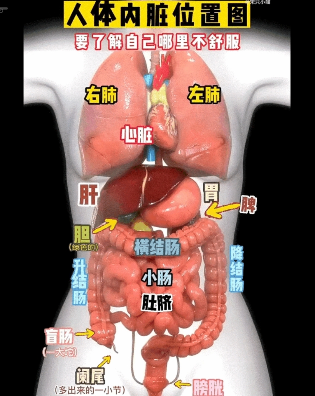 人体内脏图片 内脏位置图:右肺心脏肝胆,左肺心脏胃横结肠,小肠肚脐