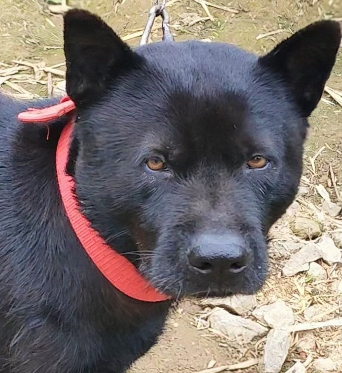 来自贵州省丹寨县的土猎犬品相怎么样,都是乡村土猎,猎性比较稳定