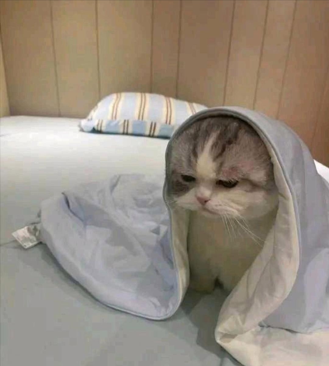 不过它这装可怜的功夫,估计没人能抵抗得了,真是让人又爱又恨的小家伙