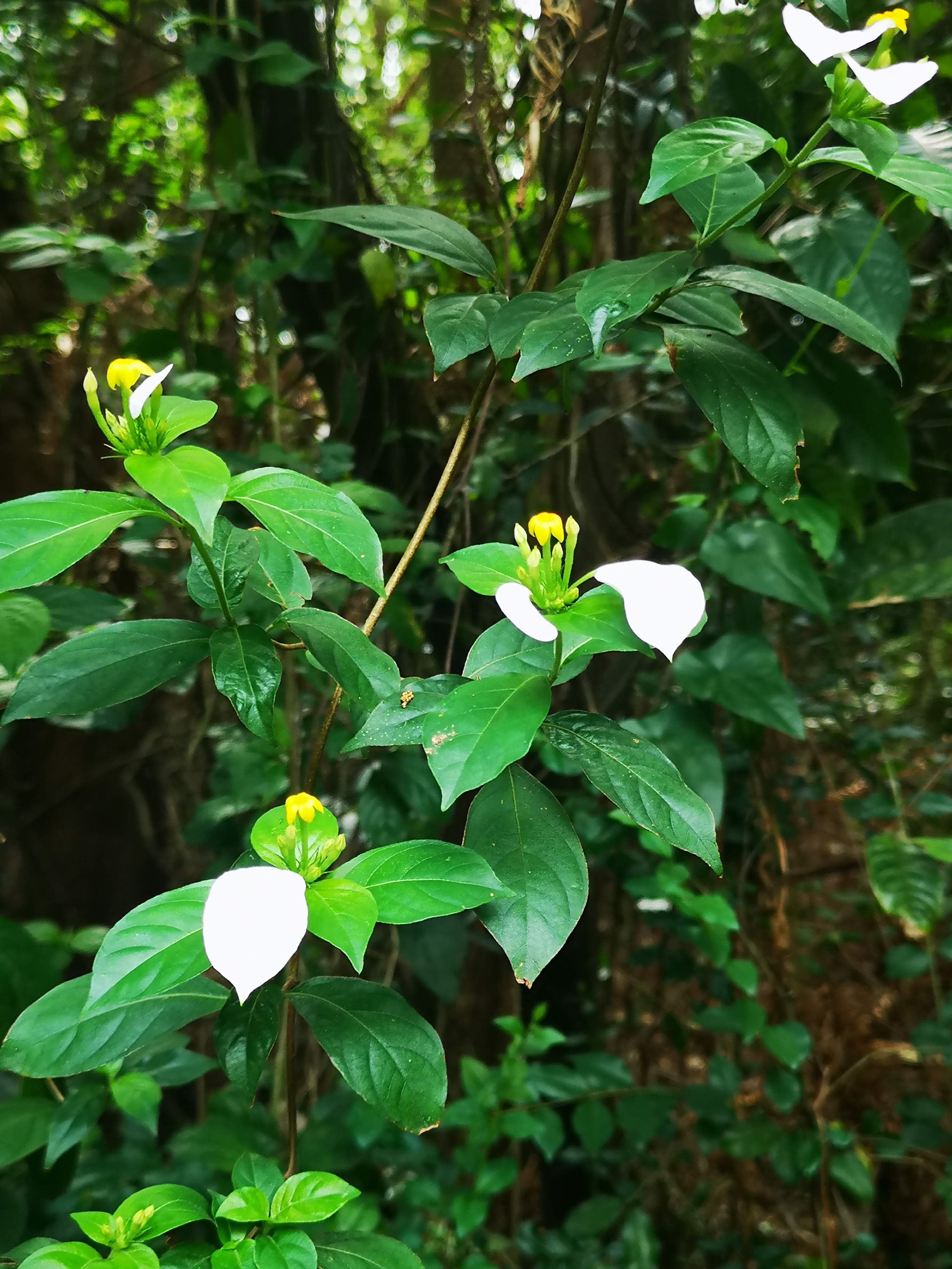 绿色植被中的淡雅花卉,仿佛是大自然的诗行,诉说着宁静与和谐.