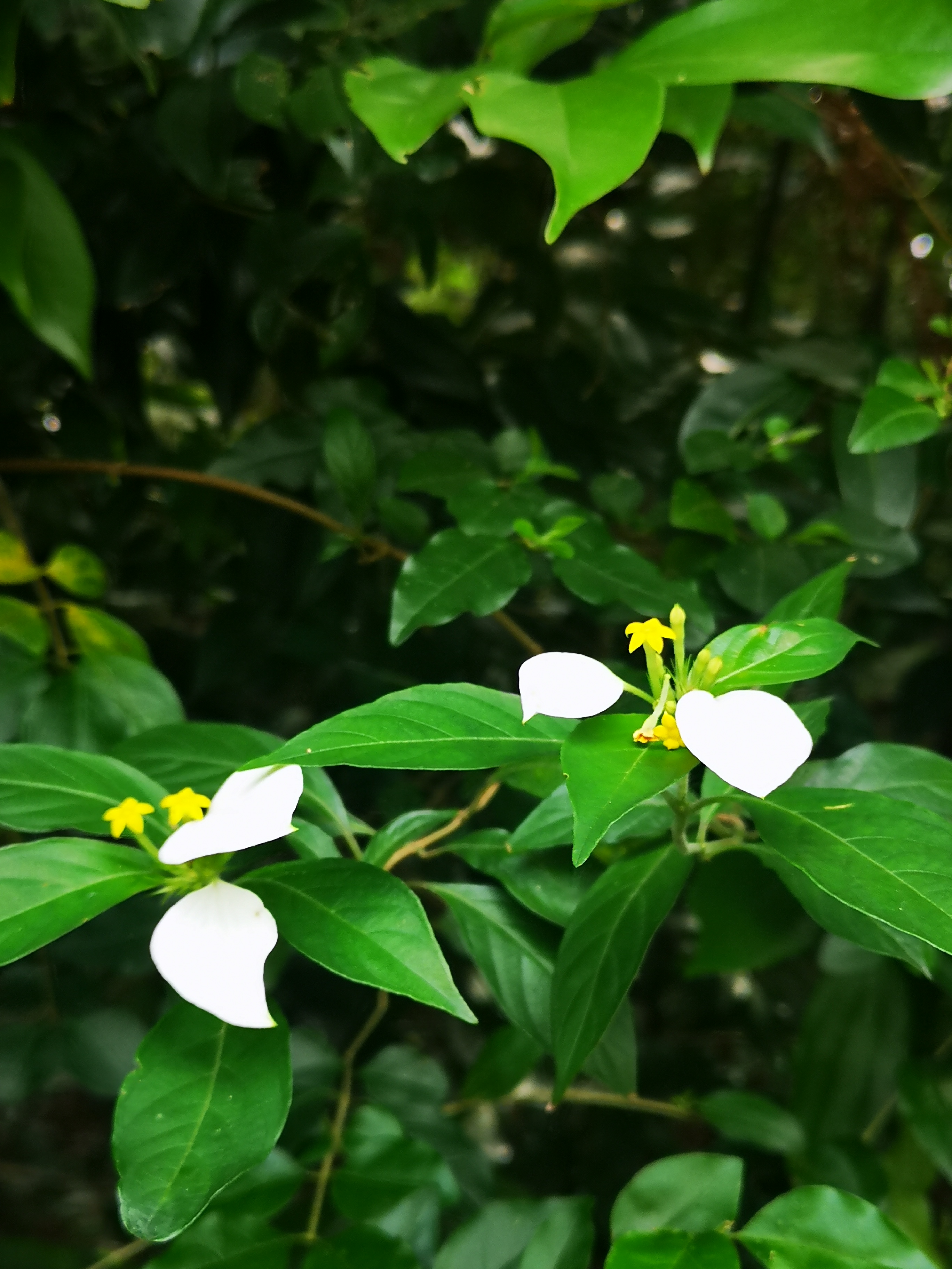 91绿色植被中的淡雅花卉