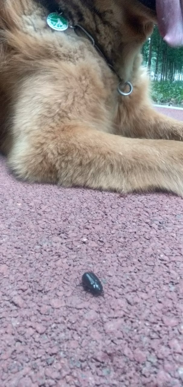 正义的来福灵.一定要把.害虫.杀死杀死.早上好!