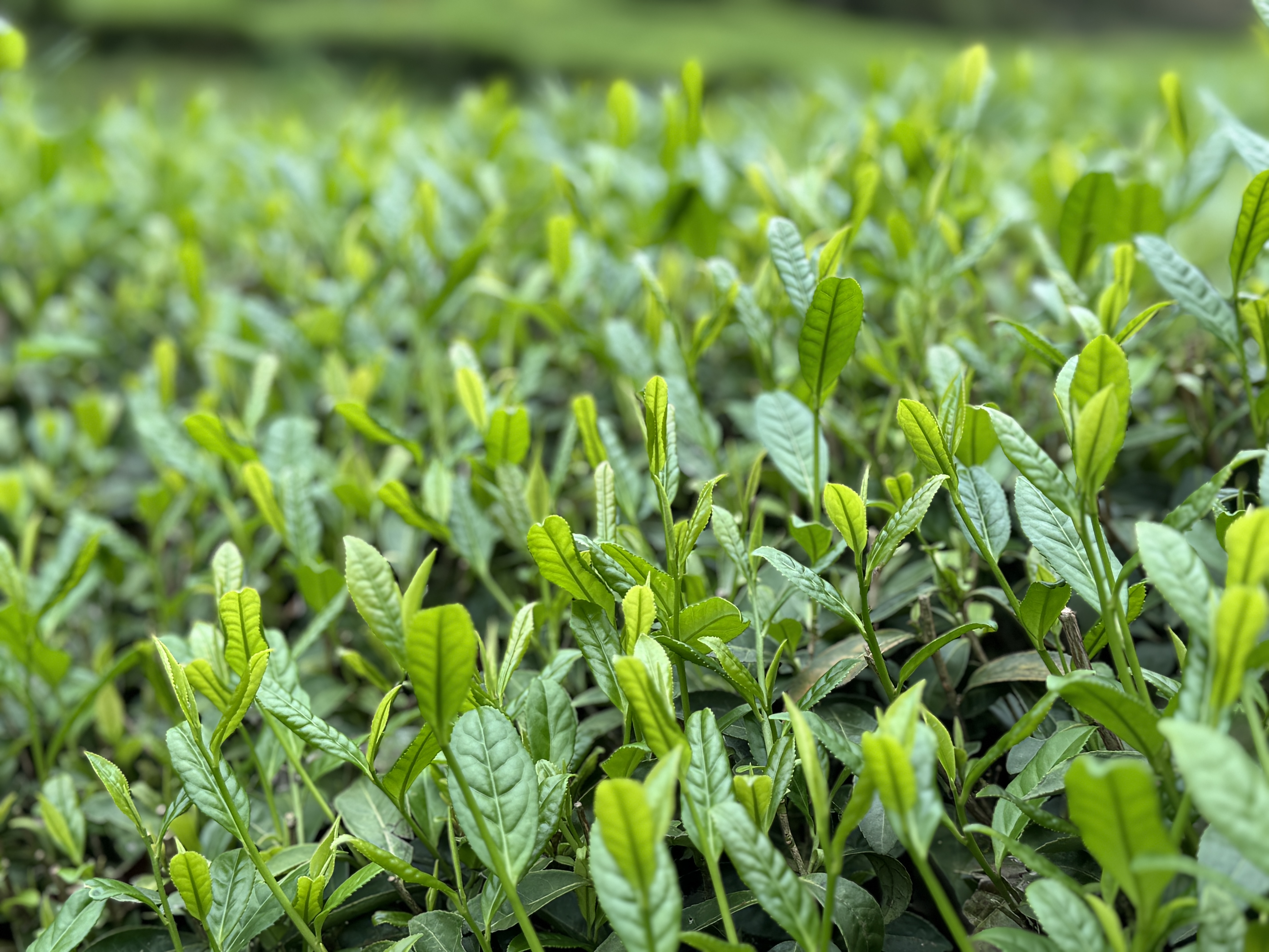 谷雨时节,春雨绵绵,雨水滋润着茶山,让每一片茶叶都充满了生机与活力