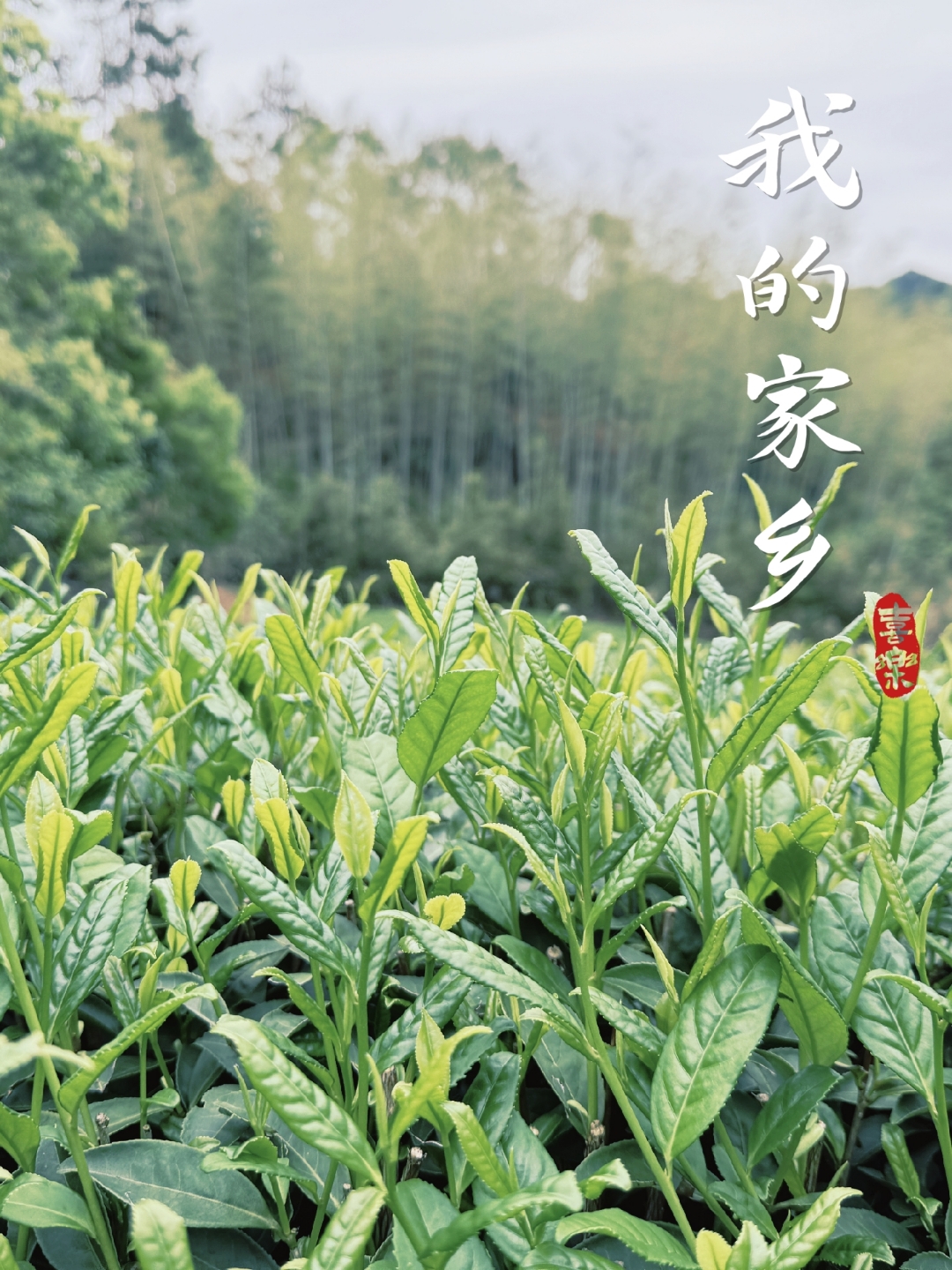 谷雨时节,春雨绵绵,雨水滋润着茶山,让每一片茶叶都充满了生机与活力