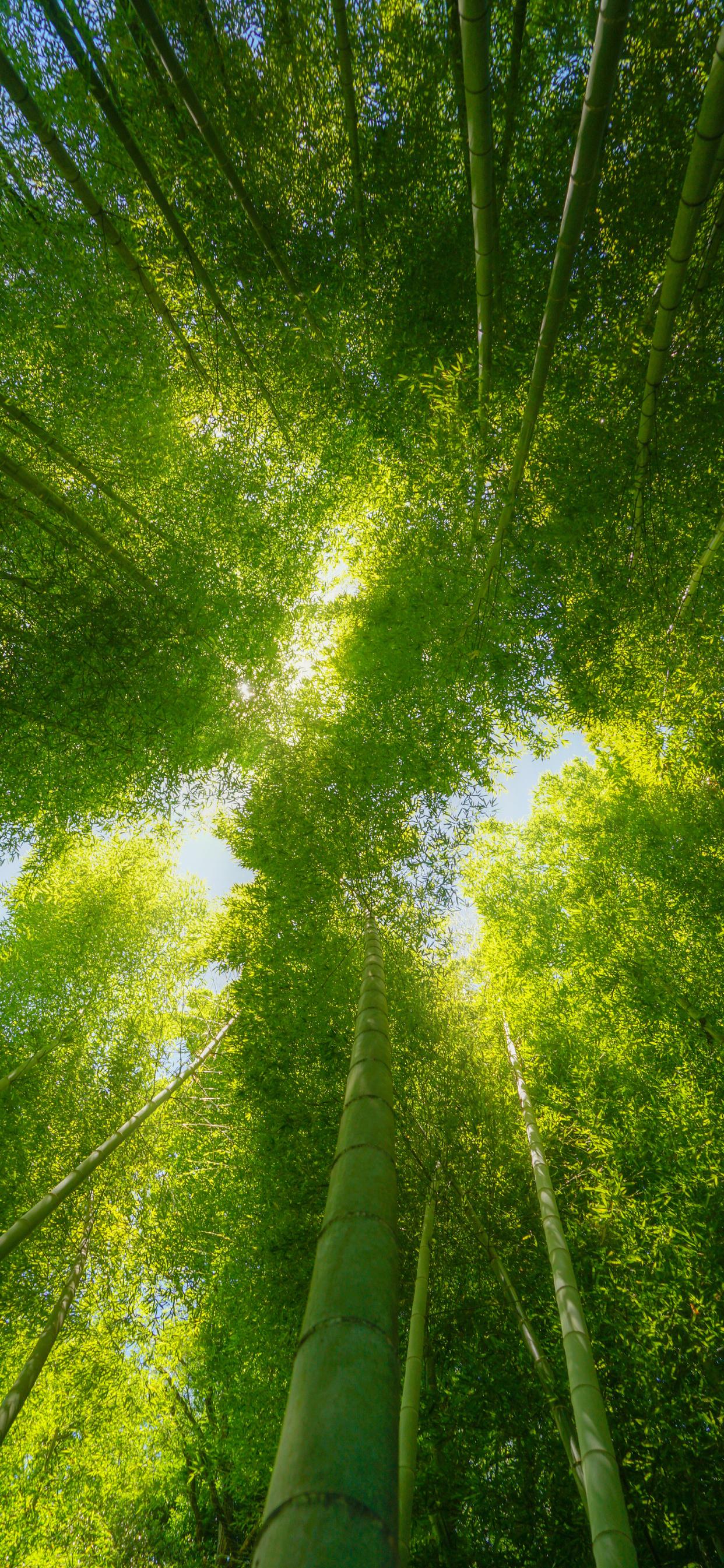 绿色森系养眼手机壁纸 #壁纸# #百亿宣发计划# #治愈系风景# #新手