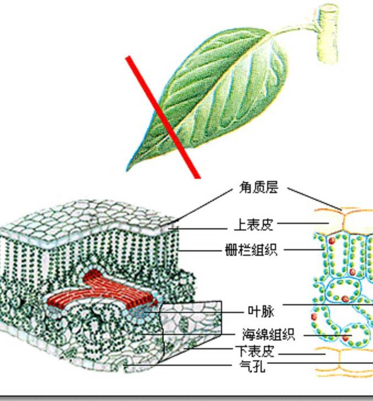 cam植物       cam植物是具景天酸代谢途径的植物,多为多浆液植物.