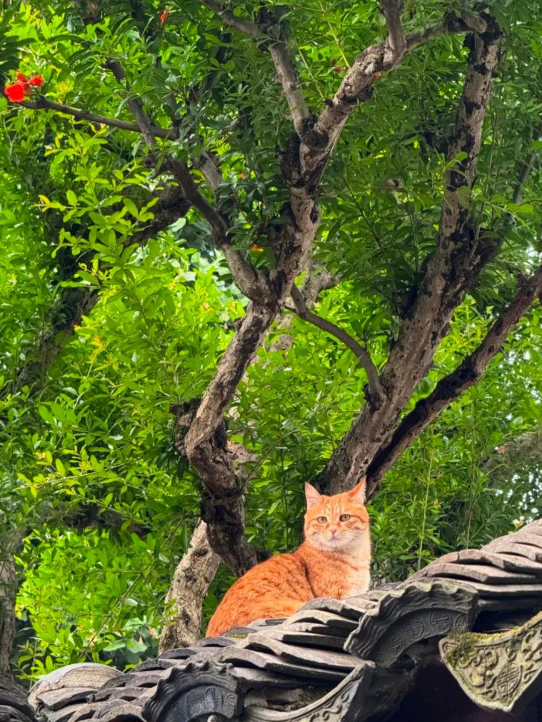 屋顶上的猫图片背影图片